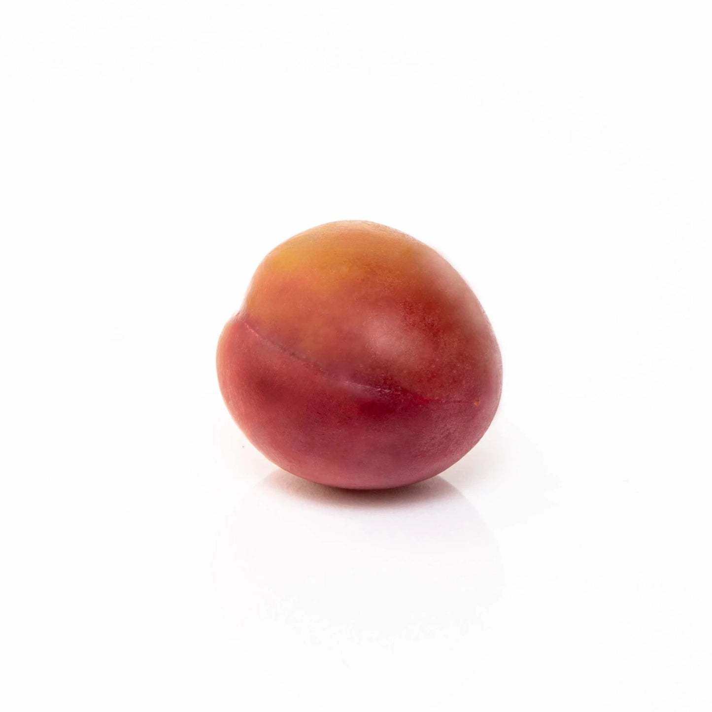数量限定! 紅の舞(べにのまい)