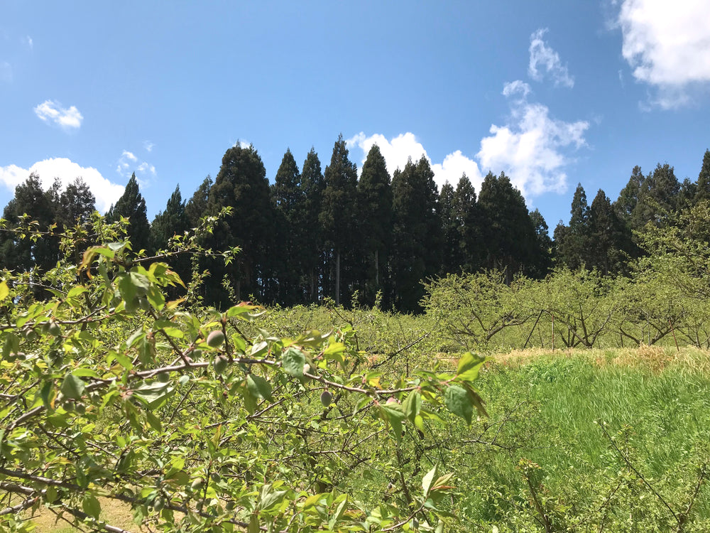 梅体験専門店 「蝶矢」